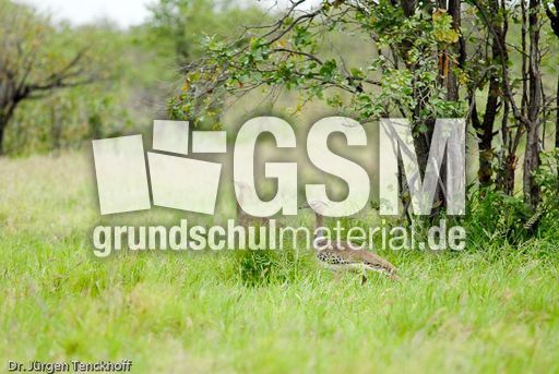 Riesentrappe (3 von 3).jpg